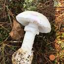 Imagem de Amanita mutabilis Beardslee 1919