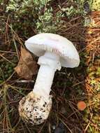 Image of Amanita mutabilis Beardslee 1919