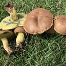 Image de Boletus luridellus (Murrill) Murrill 1938