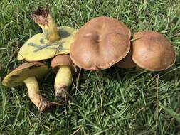 Imagem de Boletus luridellus (Murrill) Murrill 1938