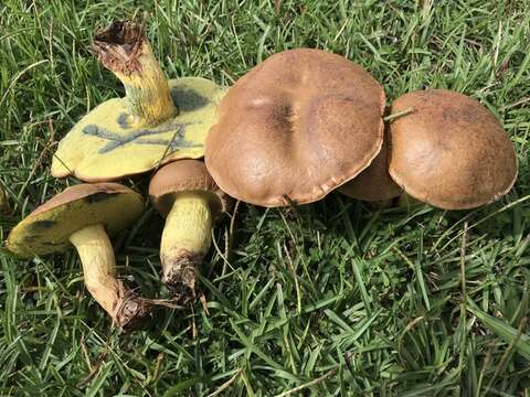 Sivun Boletus luridellus (Murrill) Murrill 1938 kuva