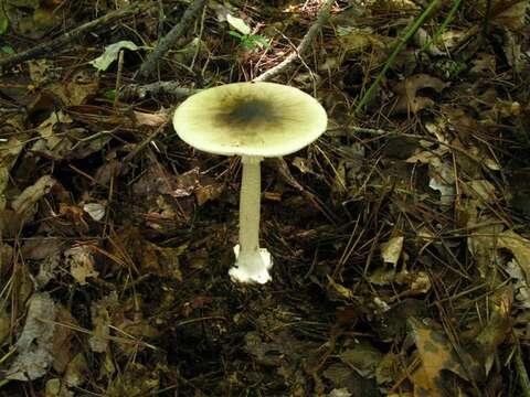 Image of Amanita brunnescens G. F. Atk. 1918