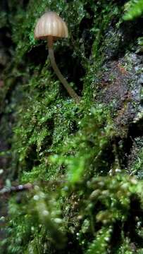 Image de <i>Mycena nebula</i>