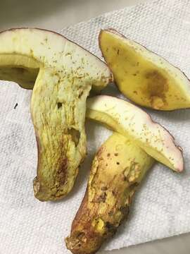 Image of Boletus roodyi B. Ortiz, D. P. Lewis & Both 2009