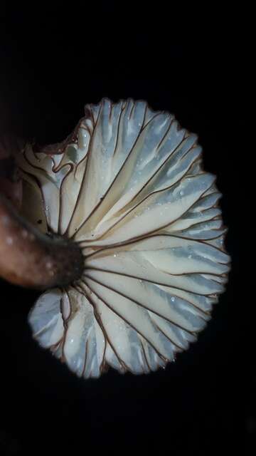 Image of Lactarius fuscomarginatus Montoya, Bandala & Haug 2012