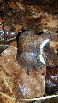 Image of Lactarius fuscomarginatus Montoya, Bandala & Haug 2012