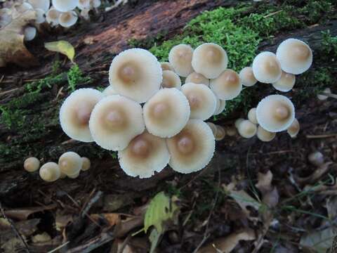 Image of Bonnet Mushroom