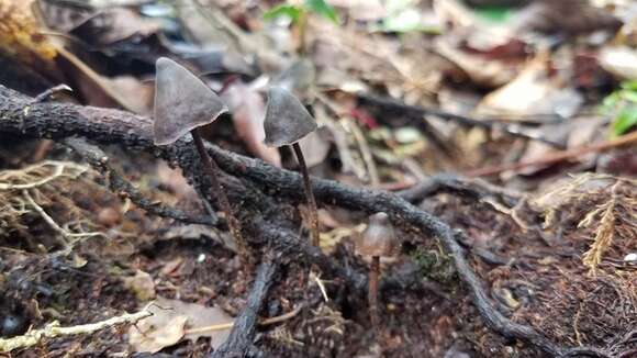 Image of Psilocybe heimii Guzmán 1978