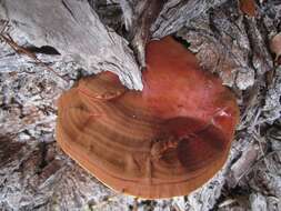 Ganoderma polychromum (Copel.) Murrill 1908的圖片