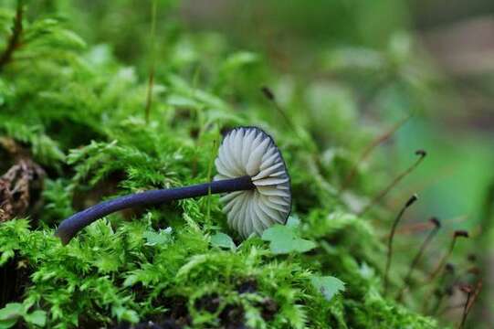 Image of Entoloma chytrophilum Wölfel, Noordel. & Dähncke 2001