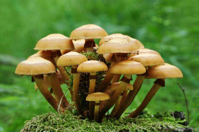 صورة Kuehneromyces