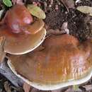 Ganoderma polychromum (Copel.) Murrill 1908的圖片