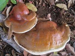 Ganoderma polychromum (Copel.) Murrill 1908的圖片