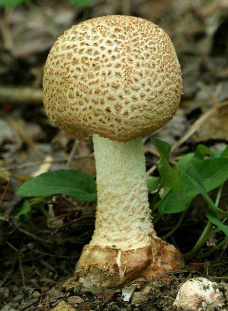 Plancia ëd Amanita daucipes (Sacc.) Lloyd 1898