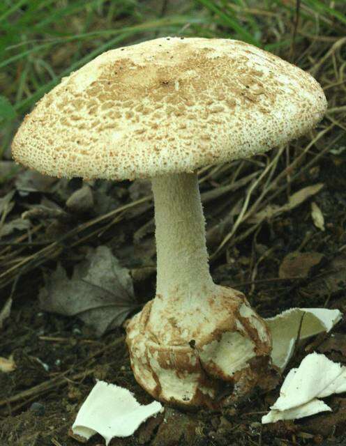 Plancia ëd Amanita daucipes (Sacc.) Lloyd 1898