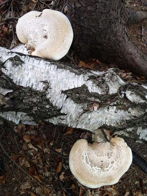 Image of Fomitopsis