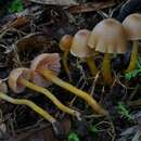 Image of Hygrocybe lilaceolamellata (G. Stev.) E. Horak 1971