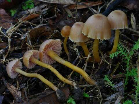 Hygrocybe lilaceolamellata (G. Stev.) E. Horak 1971的圖片