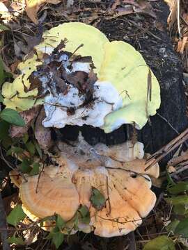 Image of Laetiporus