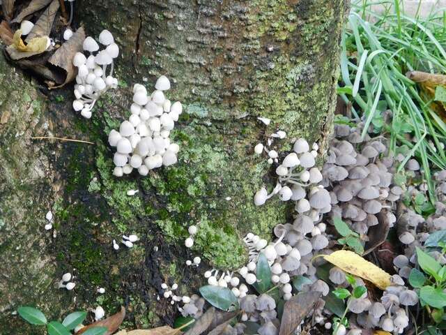 Image of Coprinellus