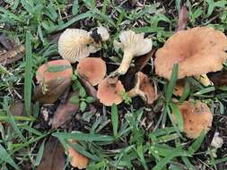 Image of Lactarius hygrophoroides Berk. & M. A. Curtis 1859