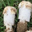 Sivun Coprinus calyptratus Peck 1895 kuva