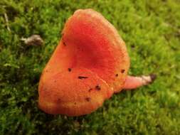 Image of <i>Hygrocybe miniata</i> f. <i>longipes</i>