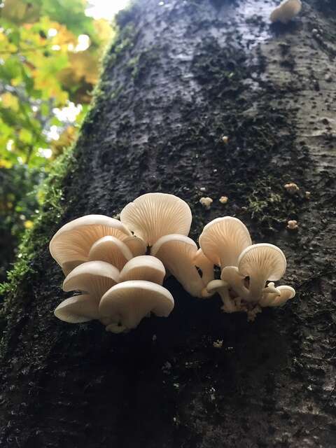 Image of Pleurotus