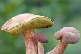 Image of Boletus patrioticus T. J. Baroni, Bessette & Roody 1998