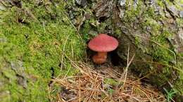 Image of Clinton’s boletus