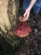 Image of Ganoderma tsugae Murrill 1902