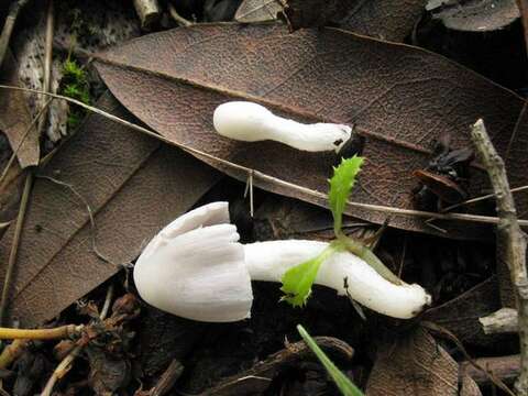 Image of Coprinopsis marcescibilis (Britzelm.) Örstadius & E. Larss. 2008