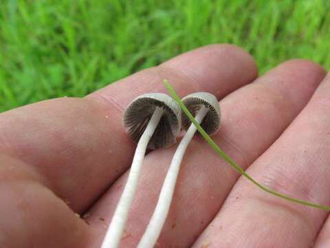 Image of Coprinopsis marcescibilis (Britzelm.) Örstadius & E. Larss. 2008