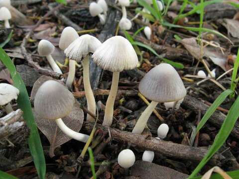 Image of Coprinopsis marcescibilis (Britzelm.) Örstadius & E. Larss. 2008