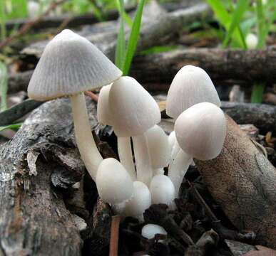 Image of Coprinopsis marcescibilis (Britzelm.) Örstadius & E. Larss. 2008