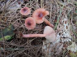 Image of Lactarius subdulcis (Pers.) Gray 1821