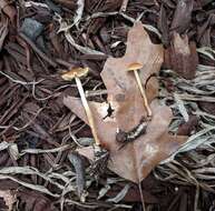 Image of Agrocybe