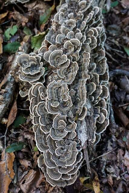 Image of Trametes