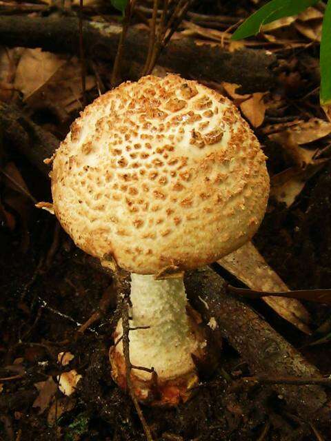 Plancia ëd Amanita daucipes (Sacc.) Lloyd 1898