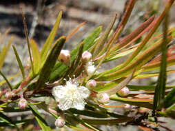 Image of Austromyrtus tenuifolia (Sm.) Burret