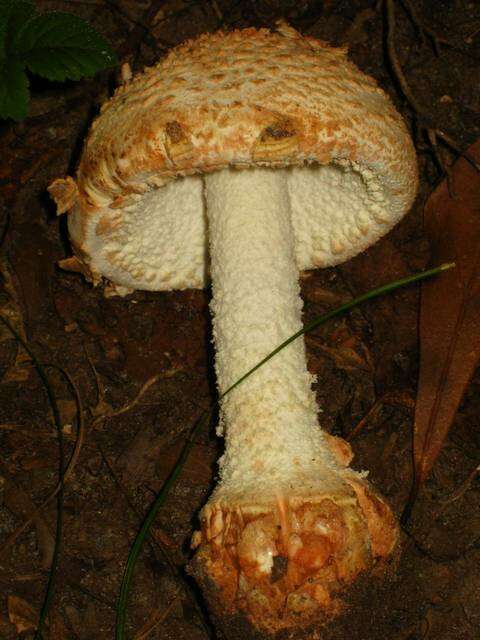 Plancia ëd Amanita daucipes (Sacc.) Lloyd 1898