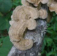 Image of bracket fungi