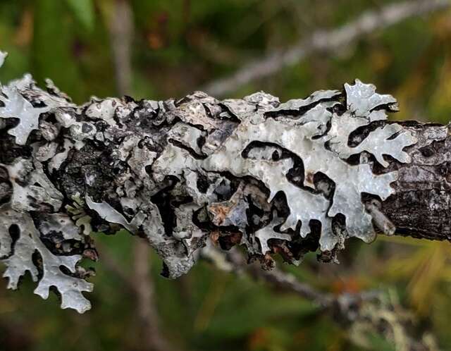 Image of shield lichen