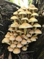 Imagem de Hypholoma