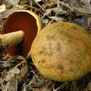 Image of Boletus vermiculosoides A. H. Sm. & Thiers 1971