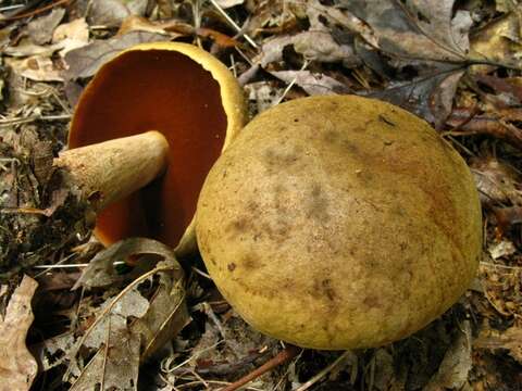 Image of Boletus vermiculosoides A. H. Sm. & Thiers 1971