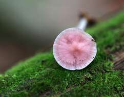 Image of Bonnet Mushroom