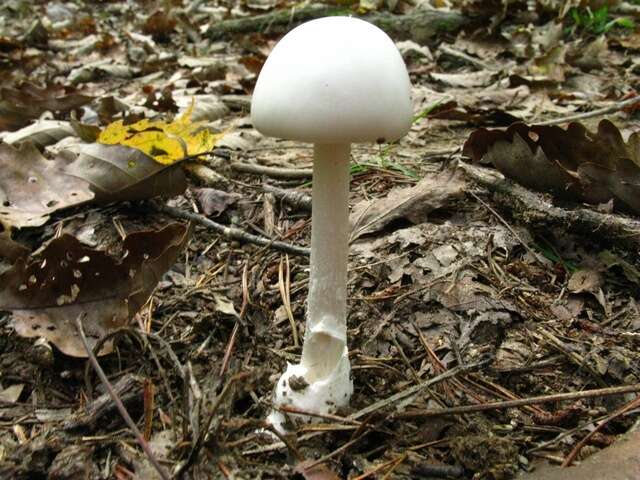 Image of Amanita bisporigera G. F. Atk. 1906