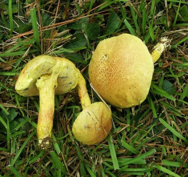 Image of Pulveroboletus