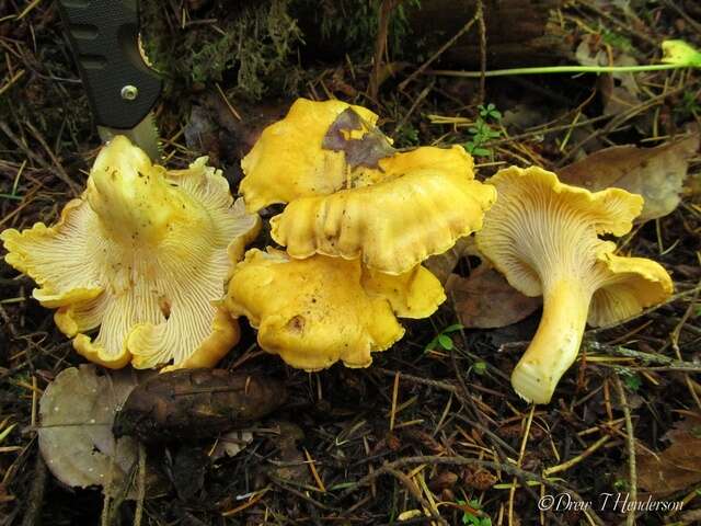 Image of Cantharellus cascadensis Dunham, O'Dell & R. Molina 2003